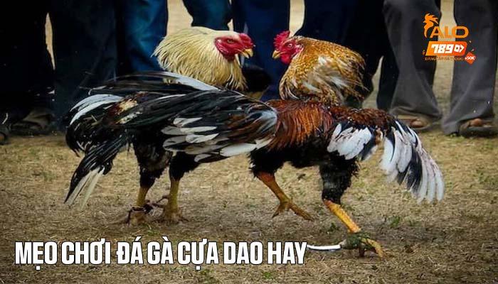 Mẹo chơi cá cược đá gà cựa dao hay Mẹo chơi cá cược đá gà cựa dao hay